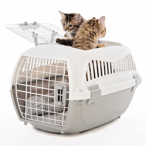 190591503_243081930919667_5787605113625924896_n