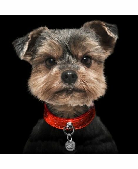 Star dust Dog Collar