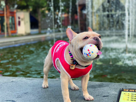 M-PETS_10643399 BLOOM Ball with dog 5