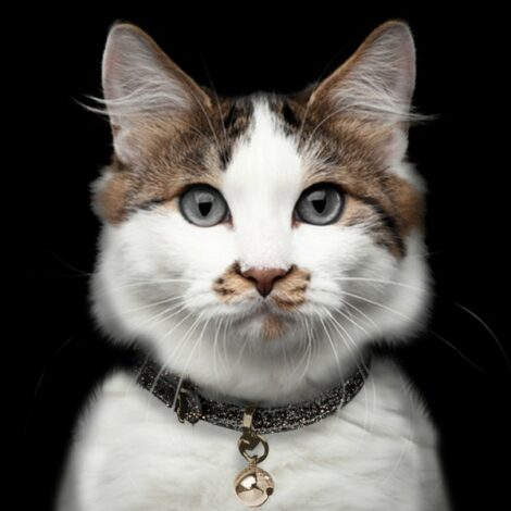 milk-pepper-stardust-champagne-cat-collar-30x1cm (1)