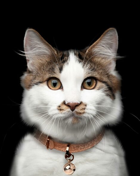 밀크앤페퍼_STARDUST-COPPER-Cat-Collar-스타더스트-쿠퍼-고양이-목줄_thumb002