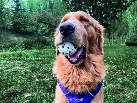 M-PETS_10643499_BLOOM Ball 2 with dog_3