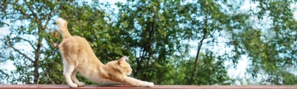 Why do cats stretch so often?
