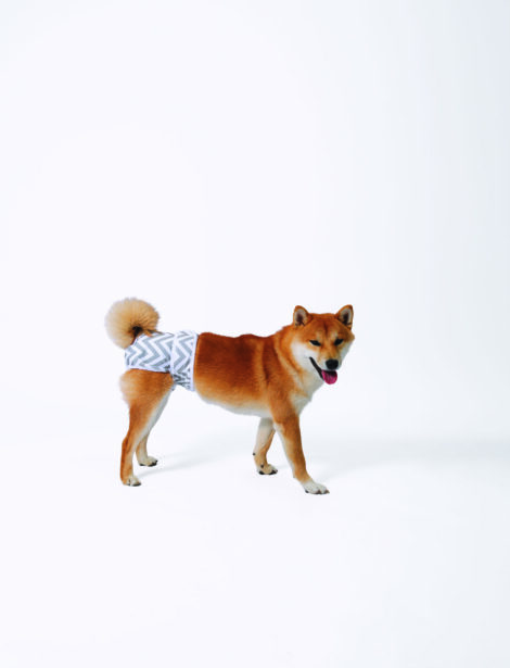 M-PETS_10168899_WASHABLE DOG DIAPERS_FEMALE_XS_With Dog_#03