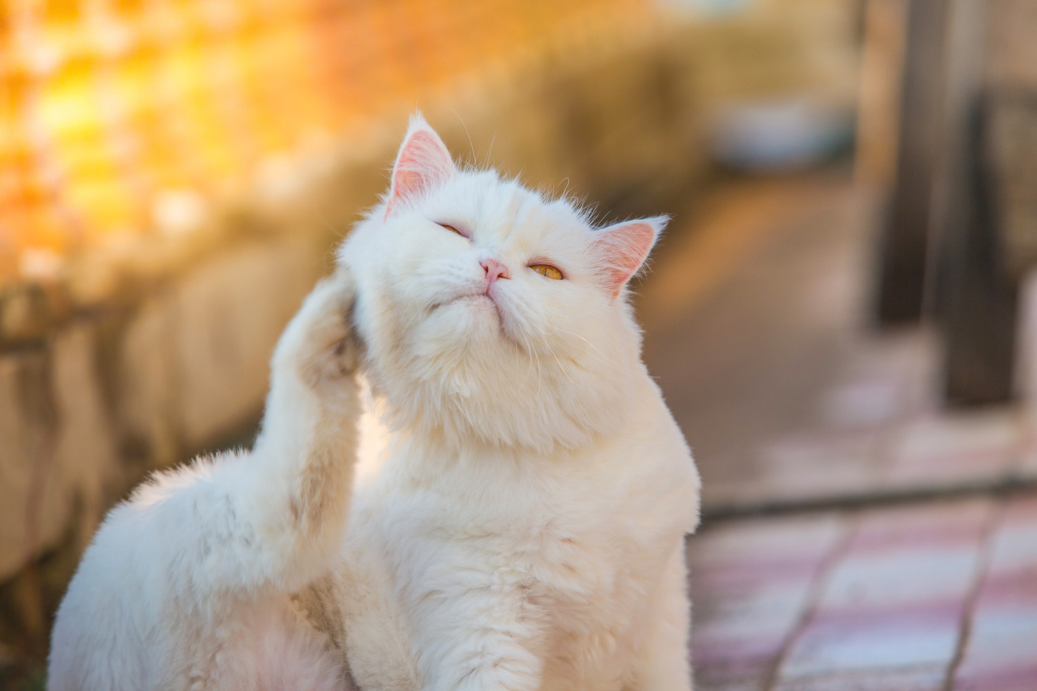 Feline Skin Problems: Allergies, Parasites, and Dermatitis