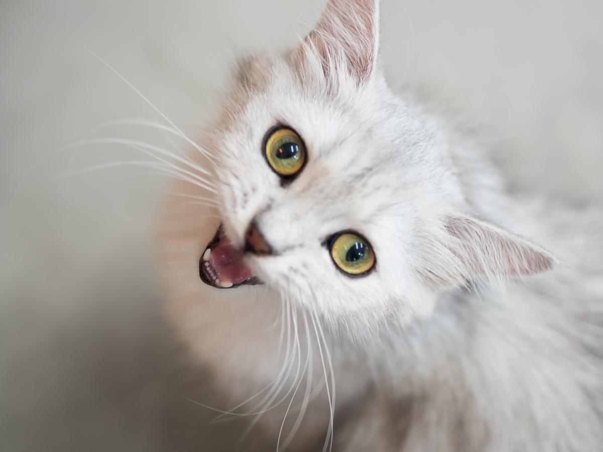 Decoding Your Cat's Body Language