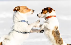 Harness vs. Collar: Choosing the Right Walking Equipment for Your Dog