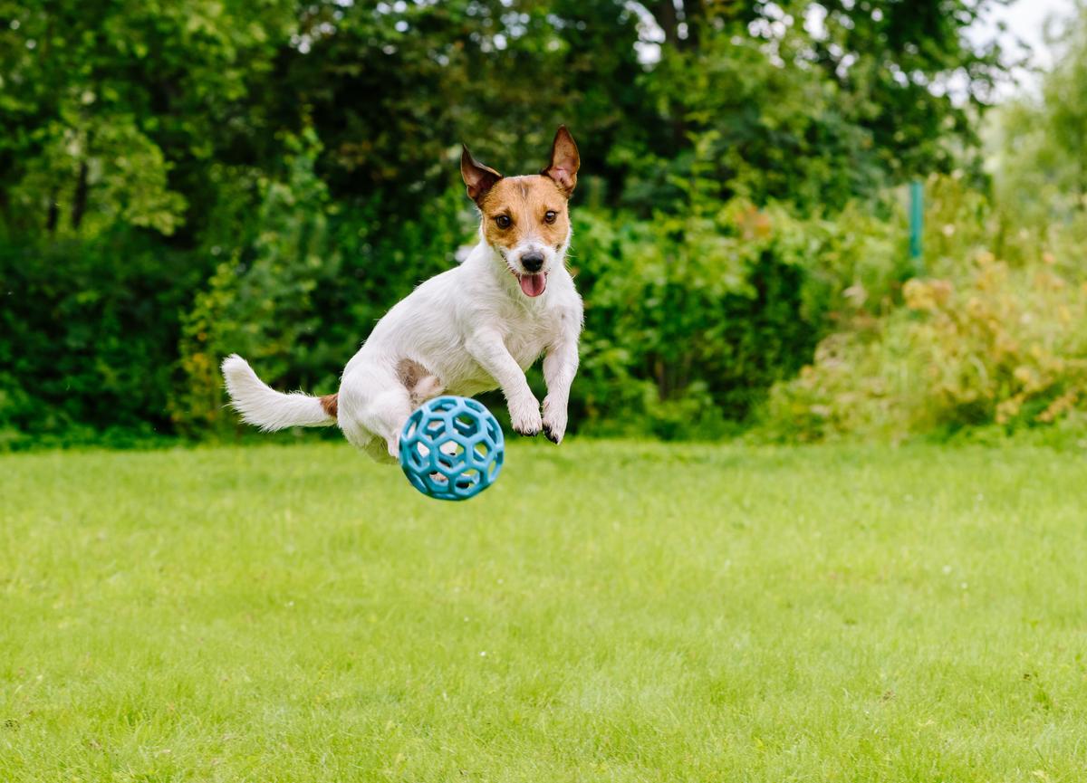 The Power of Play: Fun Activities to Keep Your Dog Active and Engaged