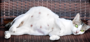 Caring for a Pregnant Cat: Exercise, Rest, and Stress Management