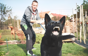Reasons Why Your Dog Becomes Aggressive