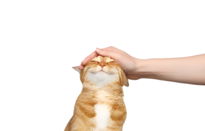 Unlocking the Secrets to Keeping Your Cat Happy and Content