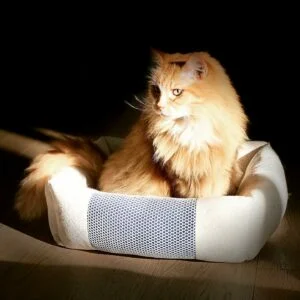 146808896_177684680792726_3127797403952707043_n-300×300