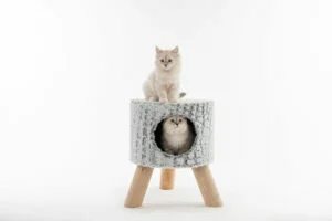 DSC_1098-scaled-300×200