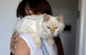 Can Cats Experience Jealousy?