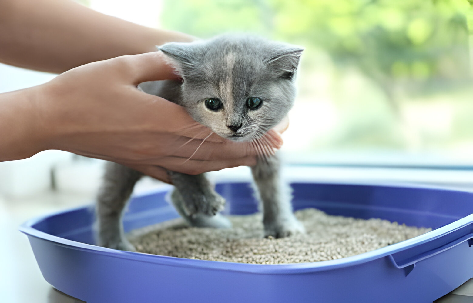 How to Train Your Kitten to Use the Litter Box