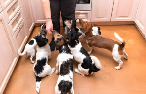 Tips for Managing Multiple Dogs at Home