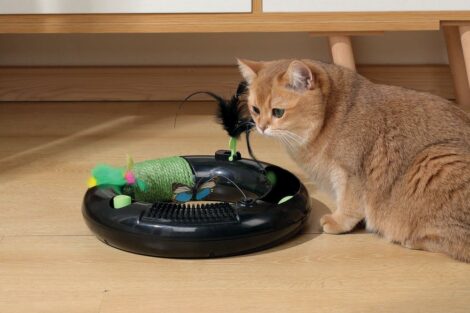 M_PETS_20639599_ECO_CAT_TOY_HALO_Lifestyle_Indoor_Cat_HOR_CMYK_4