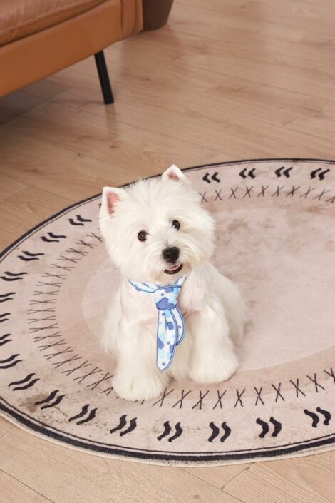 M-PETS_10842899_Cooling collar_S_White_lifestyle_intdoor_with dog_VER_CMYK_01