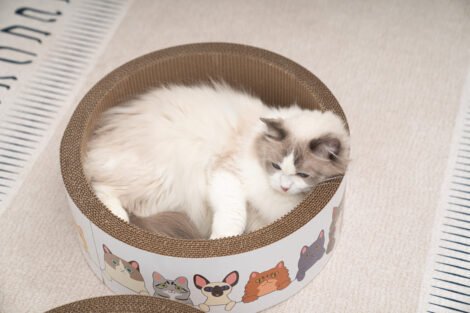 Lulu's World  Scratch Barrel