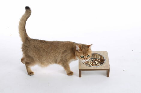 Lulu's World Meal box single