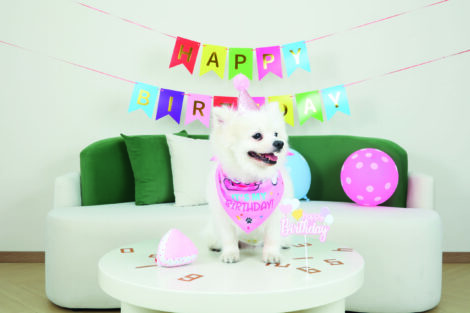 11.M-PETS_10667499_Party time_Lady’s set_DOG_Lifestyle_Indoor_HOR_CMYK