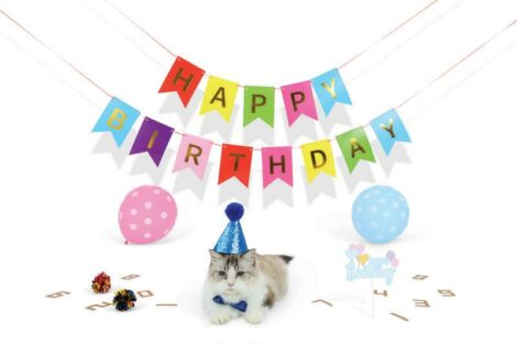 02_M-PETS_20644599_Party time_Gentleman’s set_CAT_Lifestyle_HOR_CMYK